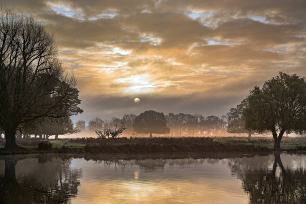 Bushy park golden December sunrise