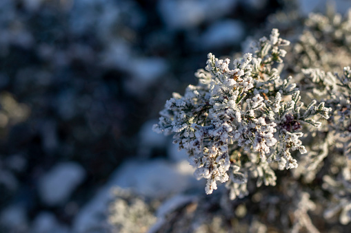 A frosted thuja branch Winter snow background