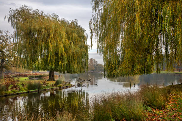 Bushy Park on a November morning