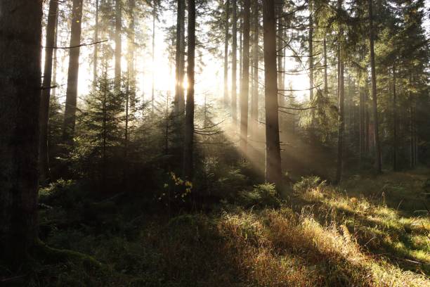 istock Dense green forest with the sun shining bright in the background behind the trees 1451126872