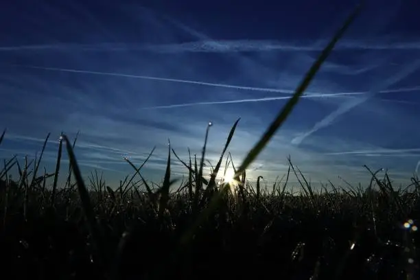 The bright sun rising above the green field with chemtrails in the blue sky
