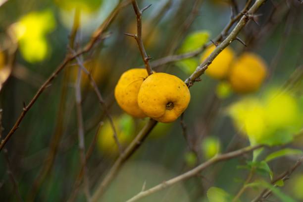 istock Selective focus shot of ripe quinces on branch 1451128058