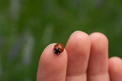 A closeup of a little ladybug standing on a finger of a person on a blurred green background