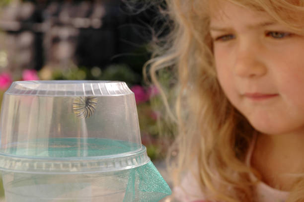istock Young girl watches caterpillar form a cocoon 1451130562