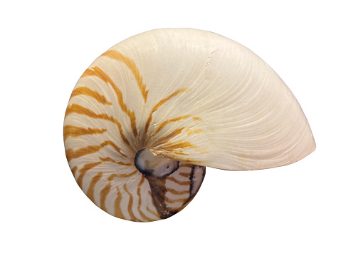 Large Crimean (forest) snail (Helix lucorum) on a white background