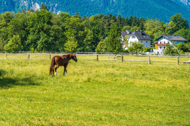 istock summer sunshine on countryside in Austria 1451135860