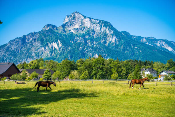istock summer sunshine on countryside in Austria 1451135871