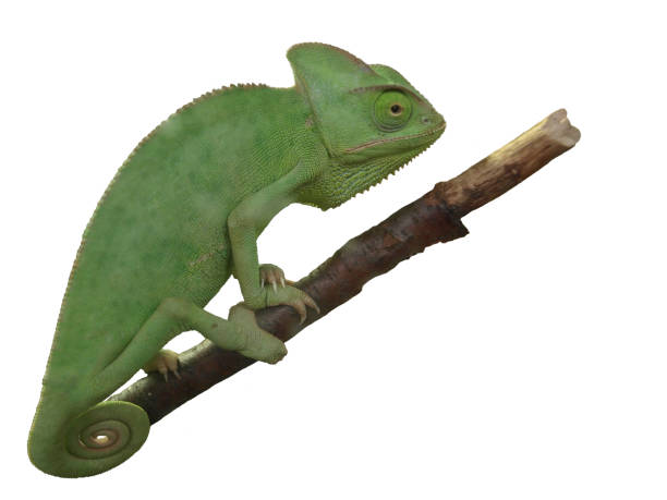 istock Green chameleon isolated on white background. 1451136032