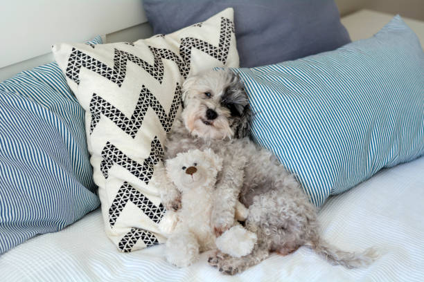 istock Dog relaxing in a bed with plush toy 1451136674