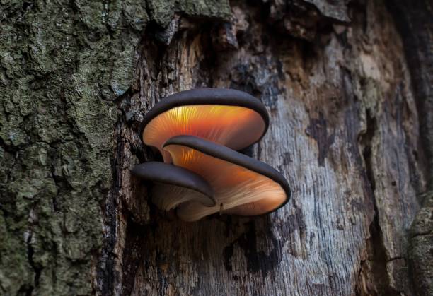 istock Low-angle shot of big Polypores grown on a tree trunk bark in a forest 1451137522