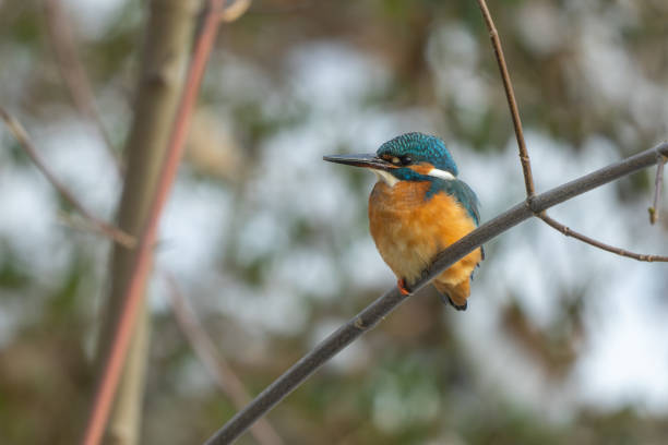 istock Male common kingfisher (Alcedo atthis) 1451138199