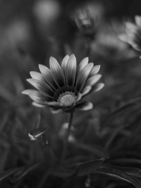 istock Selective focus shot of a blooming flower in grayscale 1451138205