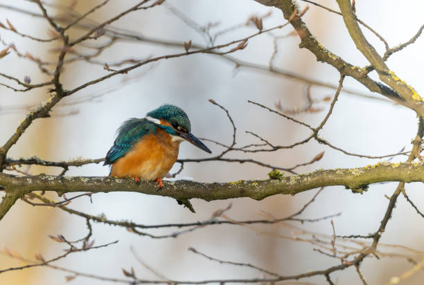 istock Male common kingfisher (Alcedo atthis) 1451138222