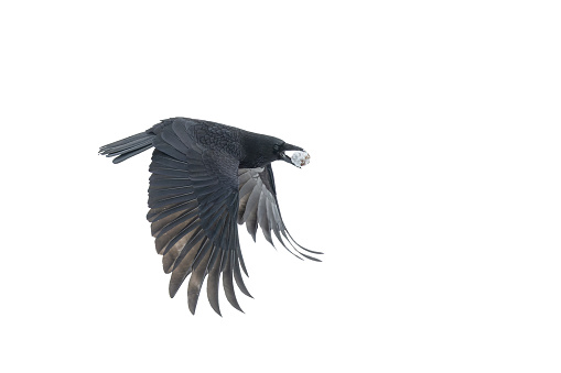 Flying carrion crow (Corvus corone), with a walnut covered with snow, against a white background