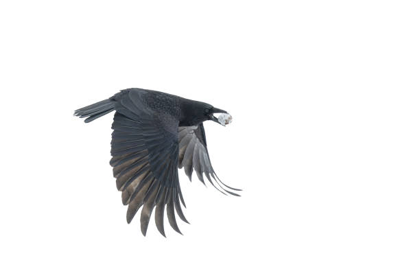 Flying carrion crow (Corvus corone) Flying carrion crow (Corvus corone), with a walnut covered with snow, against a white background crow eating carrion stock pictures, royalty-free photos & images