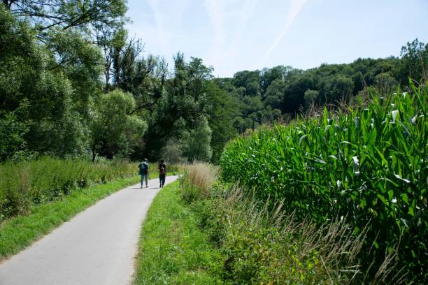istock People walking down a path with corn plants on one side and trees on the other 1451138377