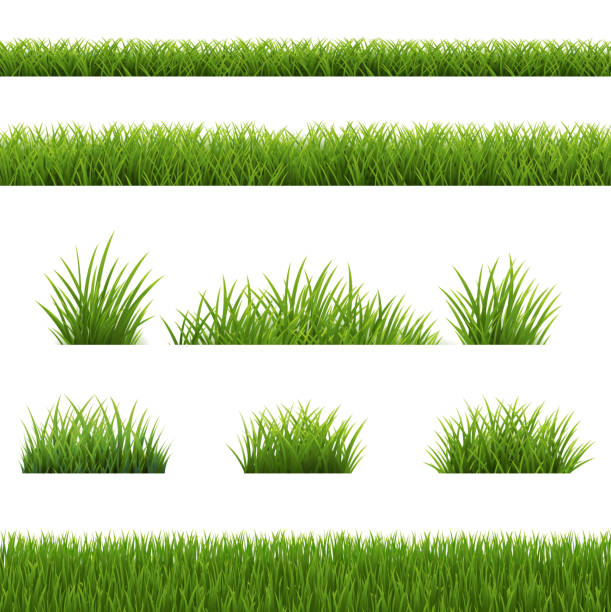 ilustraciones, imágenes clip art, dibujos animados e iconos de stock de green grass border isolated white backgriund - hierba familia de la hierba