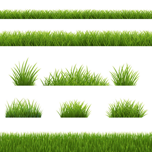 ilustrações, clipart, desenhos animados e ícones de borda de grama verde isolada backgriund branco - relva