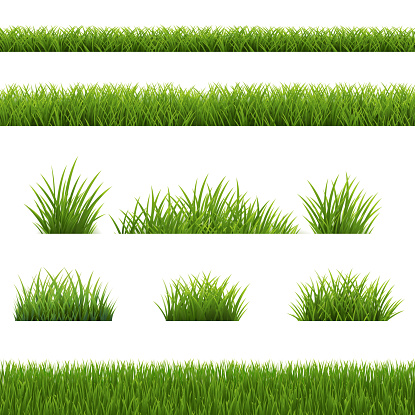 Green Grass Border Isolated White Backgriund With , Vector Illustration