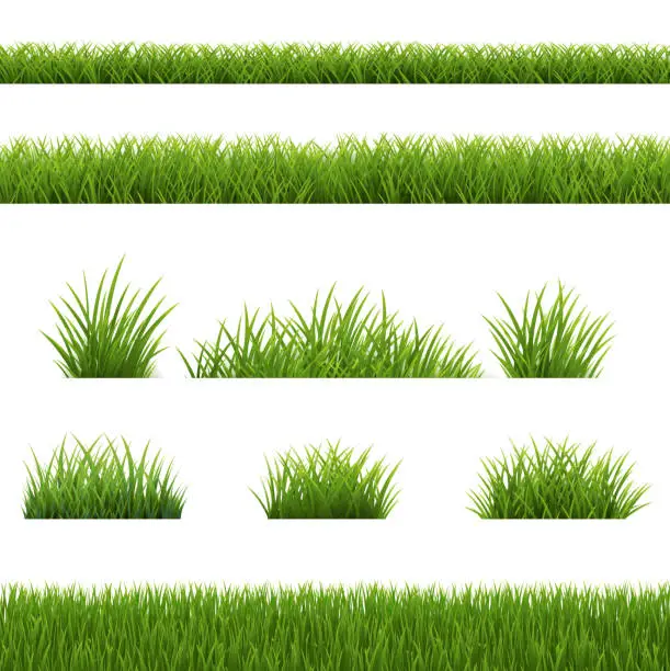 Vector illustration of Green Grass Border Isolated White Backgriund