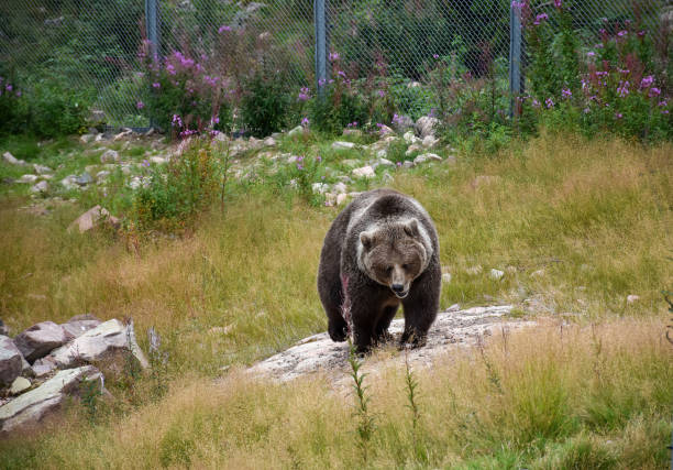 A female brown bear walking in a green park in Sweden