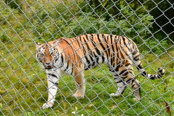 istock An angry tiger walking behind a fence 1451141103