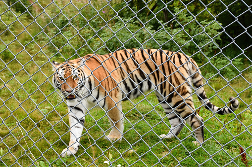 An angry tiger walking behind a fence in a national green park