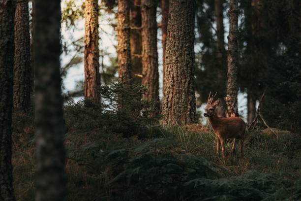 istock Single deer in the Swedish forest 1451141703