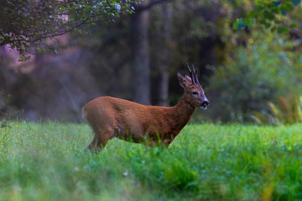 istock Single deer on grass in the Swedish forest against blur background 1451141707