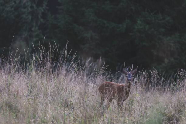 istock Single deer standing between the long herbs in the Swedish forest against greenery background 1451141759