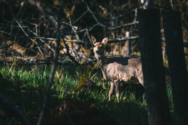 istock Deer standing alone in the Swedish forest and looking to the camera from behind trunk 1451141772