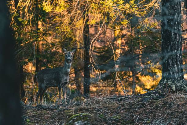 istock Deer standing alone in the Swedish forest and looking to the camera 1451141783