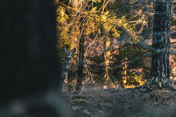 istock Deer standing alone in the Swedish forest and looking to the camera from behind trunk 1451141785