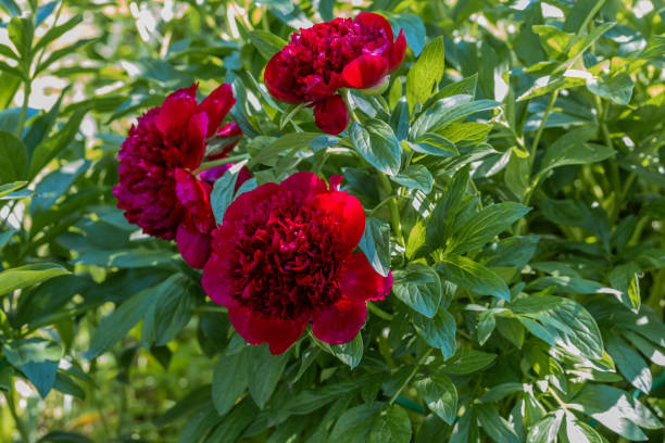Peonies Red Sharm flowers in garden stock photo