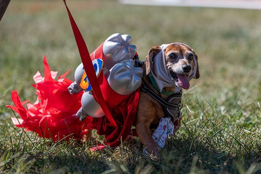 A closeup of a Dachshund dressed like astronaut for a wiener dog custom contest in Jefferson city