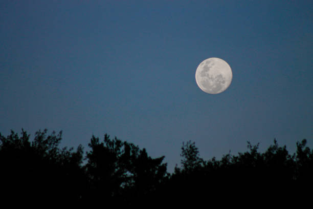 full moon in the late afternoon almost setting behind the trees.
