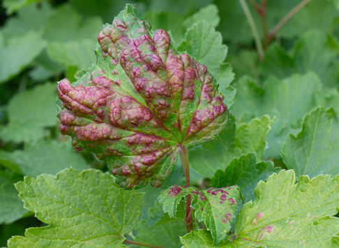 Currant leaf from fungal disease or aphids. Symptoms of damage - redness leaves of currant, brown blisters on green leaves. Disease of currants, infection with Gallic aphids (Anthracnose).