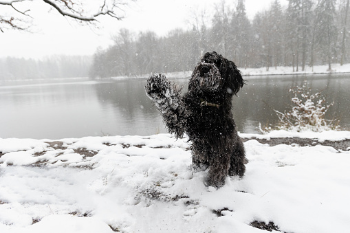 A black labradoodle dog giving high five with its paw, sitting at the border of a lake, snow fall, winter landscape in background