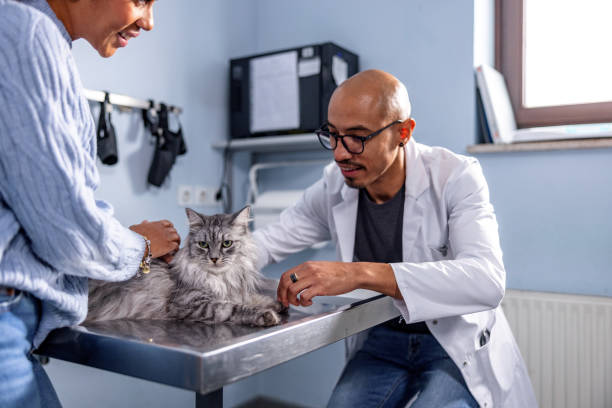 istock Latin Veterinarian Petting A Cat In The Office 1451147105