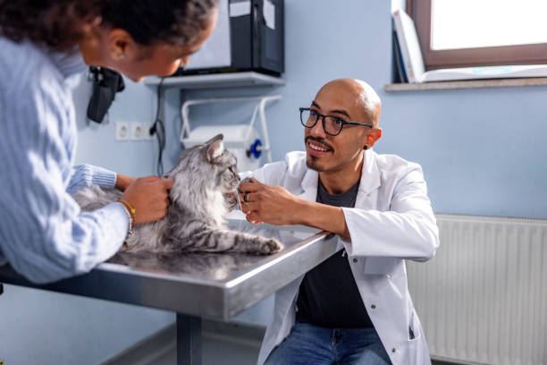 istock Hispanic Veterinarian Petting A Cat In The Office 1451147108