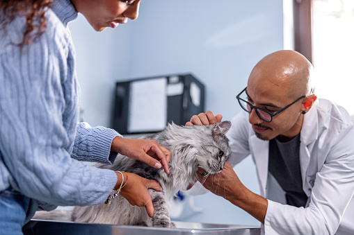 Young adult male Latin veterinarian is examining the cats paw during an appointment in a veterinary clinic. Female Latin owner puts the cat gently on the exam table and calms her kitten.