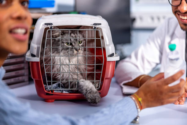 istock Lovely Cat In A Box On The  Table At Veterinarian 1451147122