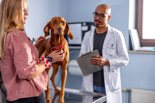 istock Hispanic Veterinarian In 30s Examining A VIzsla Dog 1451147130
