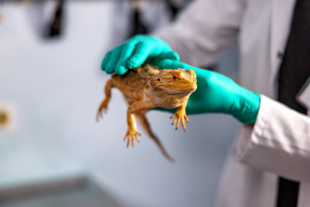istock Vetenerian Holding A Bearded Dragon 1451147150