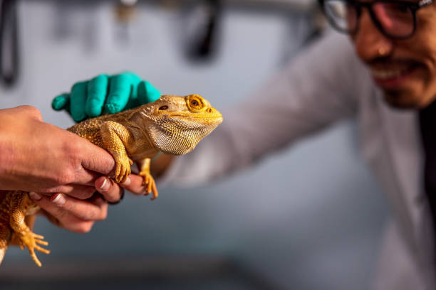 istock Hispanic Veterinarian Examining A Bearded Dragon 1451147156