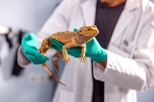 Hispanic veterinarian holding a bearded dragon from the head to the tale on the exam table.