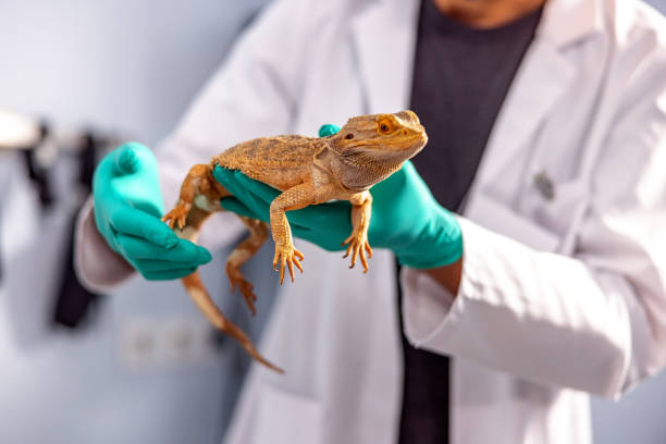 vetenerian holding a bearded dragon - reptile imagens e fotografias de stock