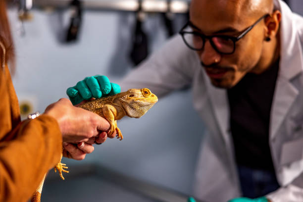 istock Hispanic Veterinarian Examining A Bearded Dragon 1451147168