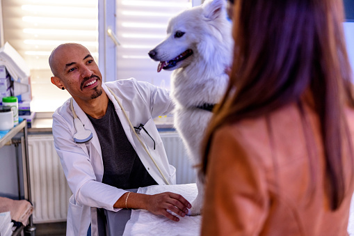 Hispanic male veterinarian using a sonogram. Performing a scan on a Bernese mountain dog. Sitting in the office and moving the ultra sound commands.