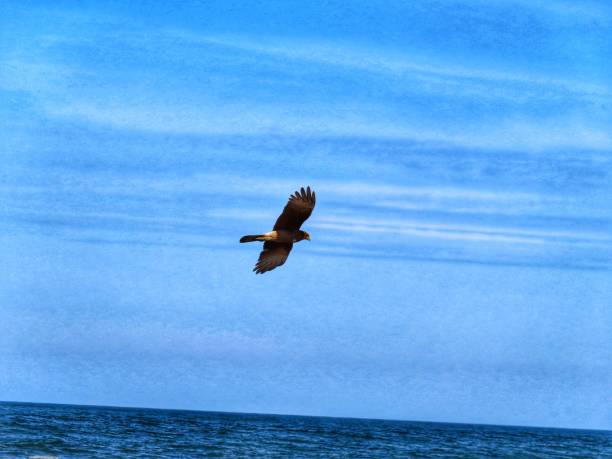 istock hawk flying freely over the sea 1451148280